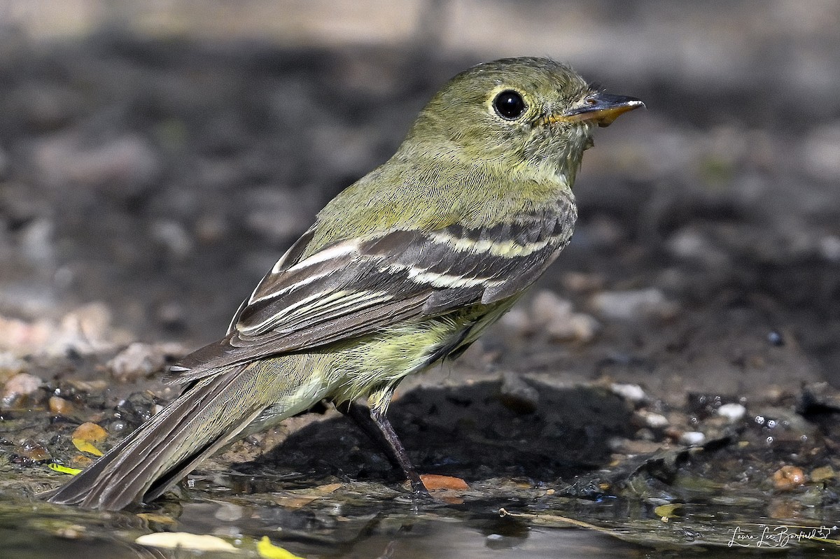 Yellow-bellied Flycatcher - ML622960379