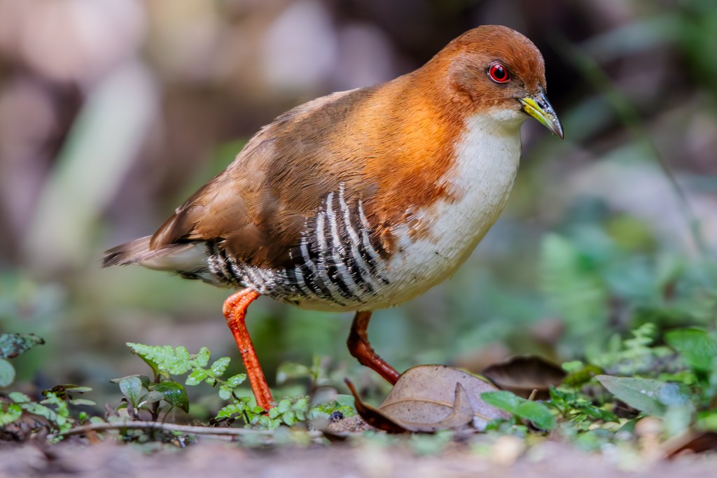 Red-and-white Crake - ML622960405