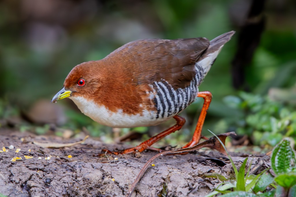 Red-and-white Crake - ML622960406