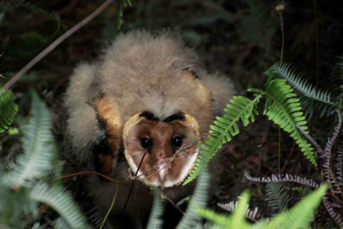 Australasian Grass-Owl - 浙江 重要鸟讯汇整