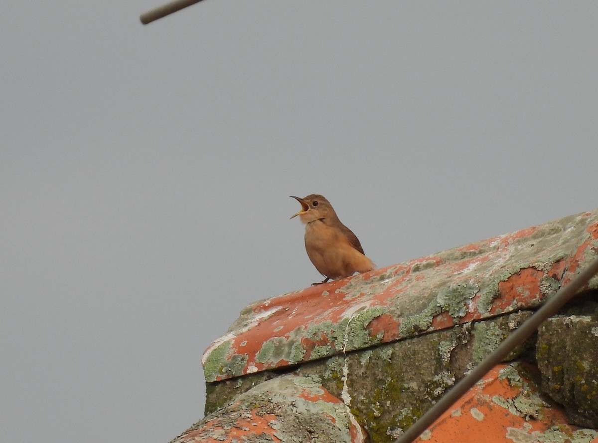 House Wren - ML622960458