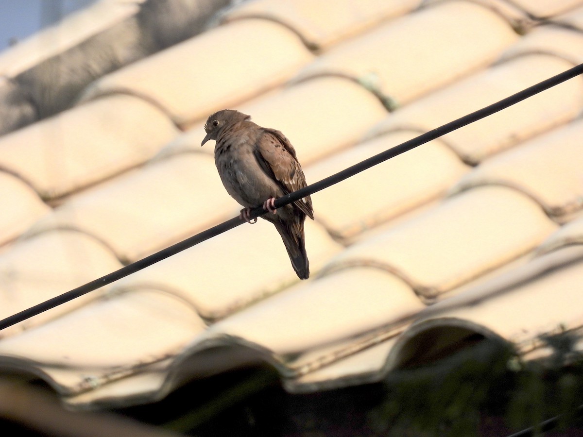 Ruddy Ground Dove - ML622960469