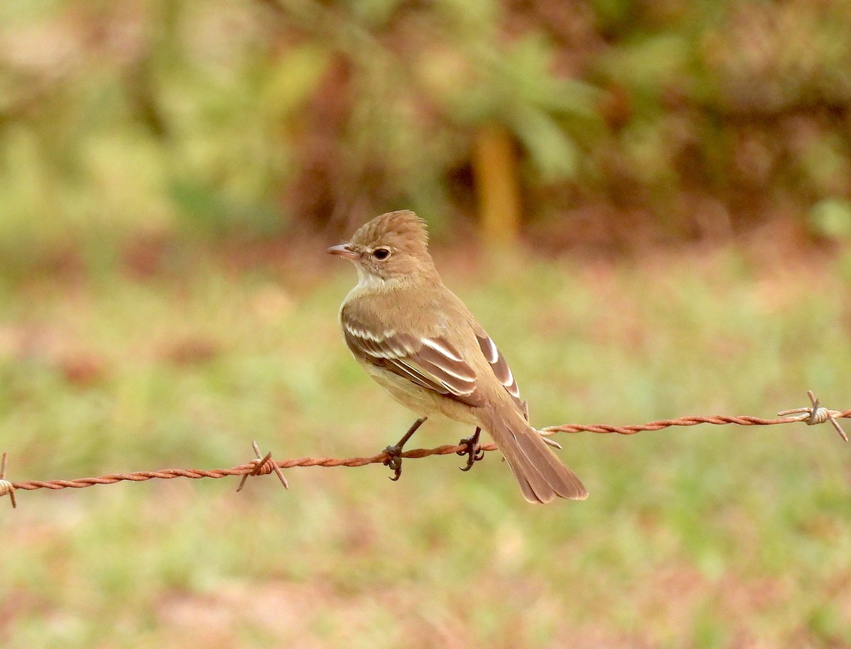 Yellow-bellied Elaenia - ML622960481