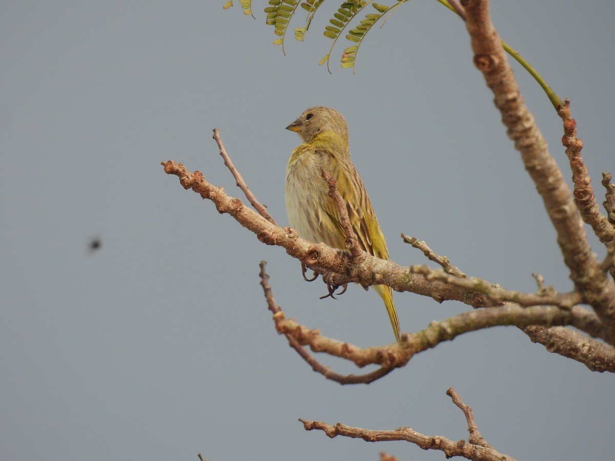 Saffron Finch - ML622960504