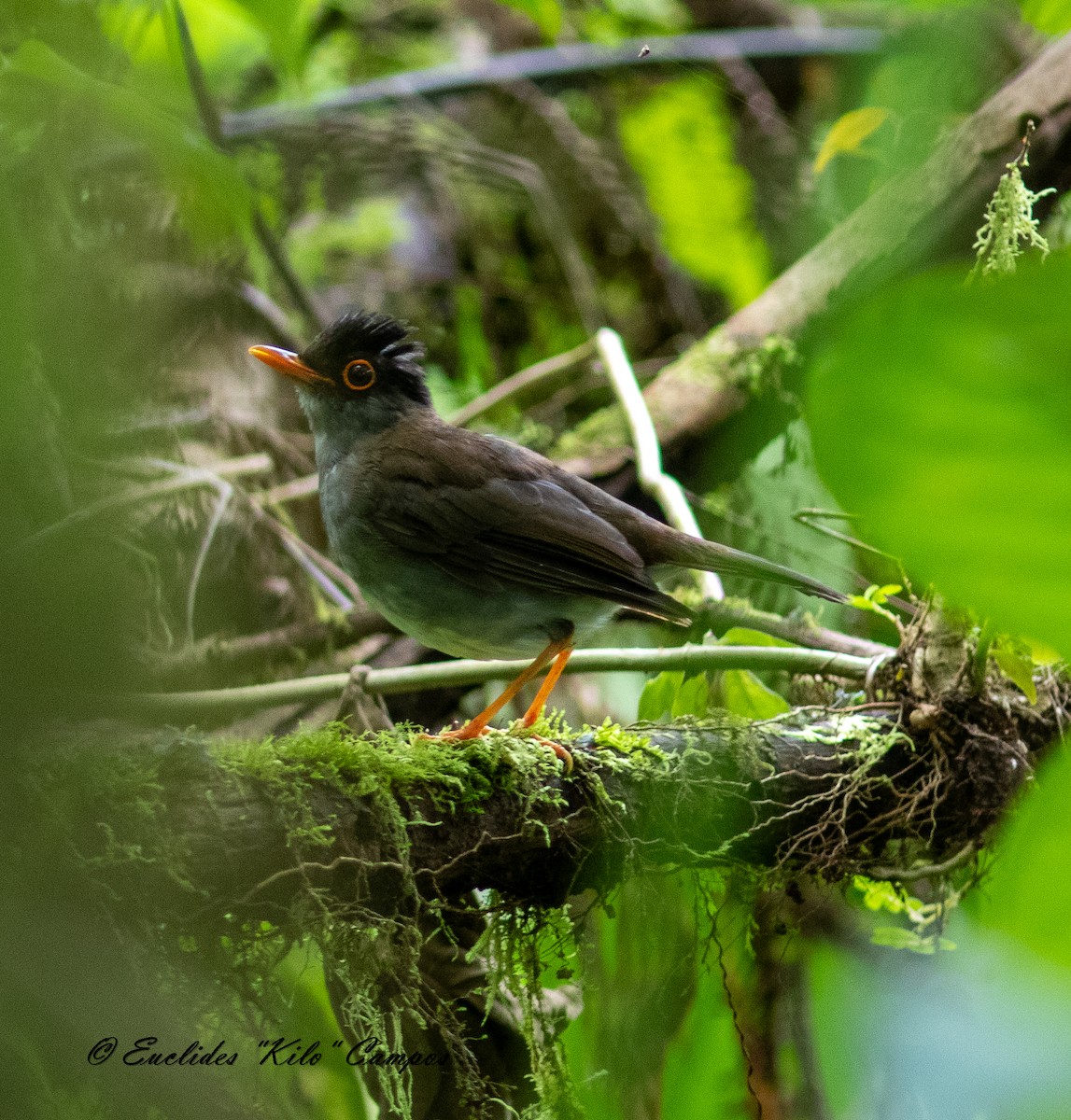 Black-headed Nightingale-Thrush - ML622960508