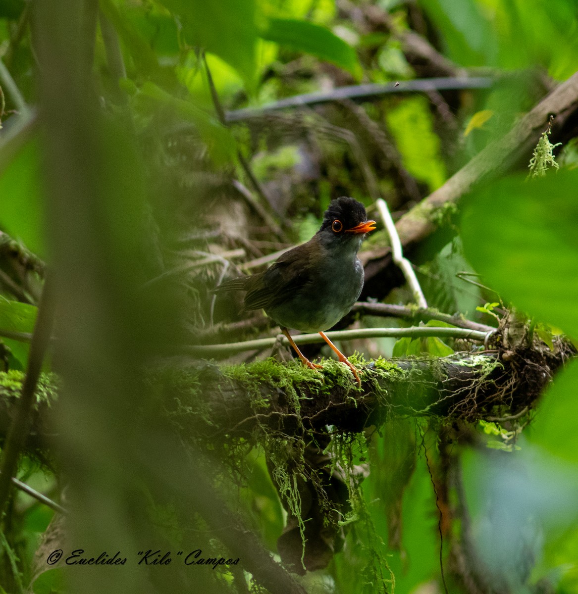 Black-headed Nightingale-Thrush - ML622960510