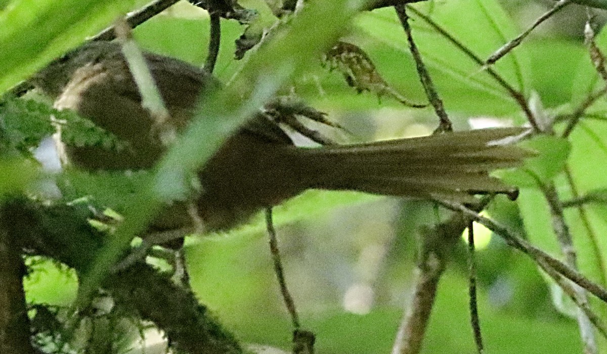 Wedge-tailed Jery - ML622960522