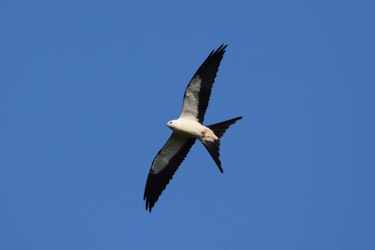 Swallow-tailed Kite - ML622960528