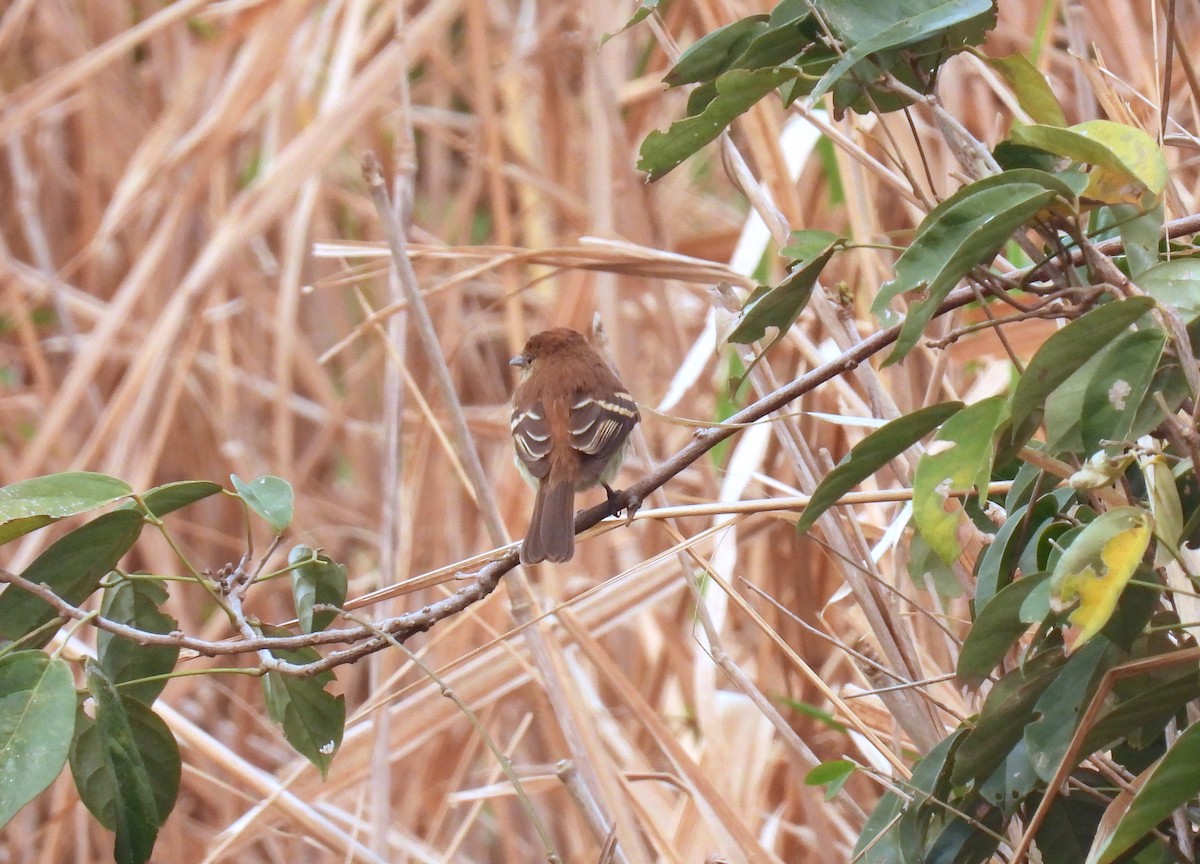 Euler's Flycatcher - ML622960561