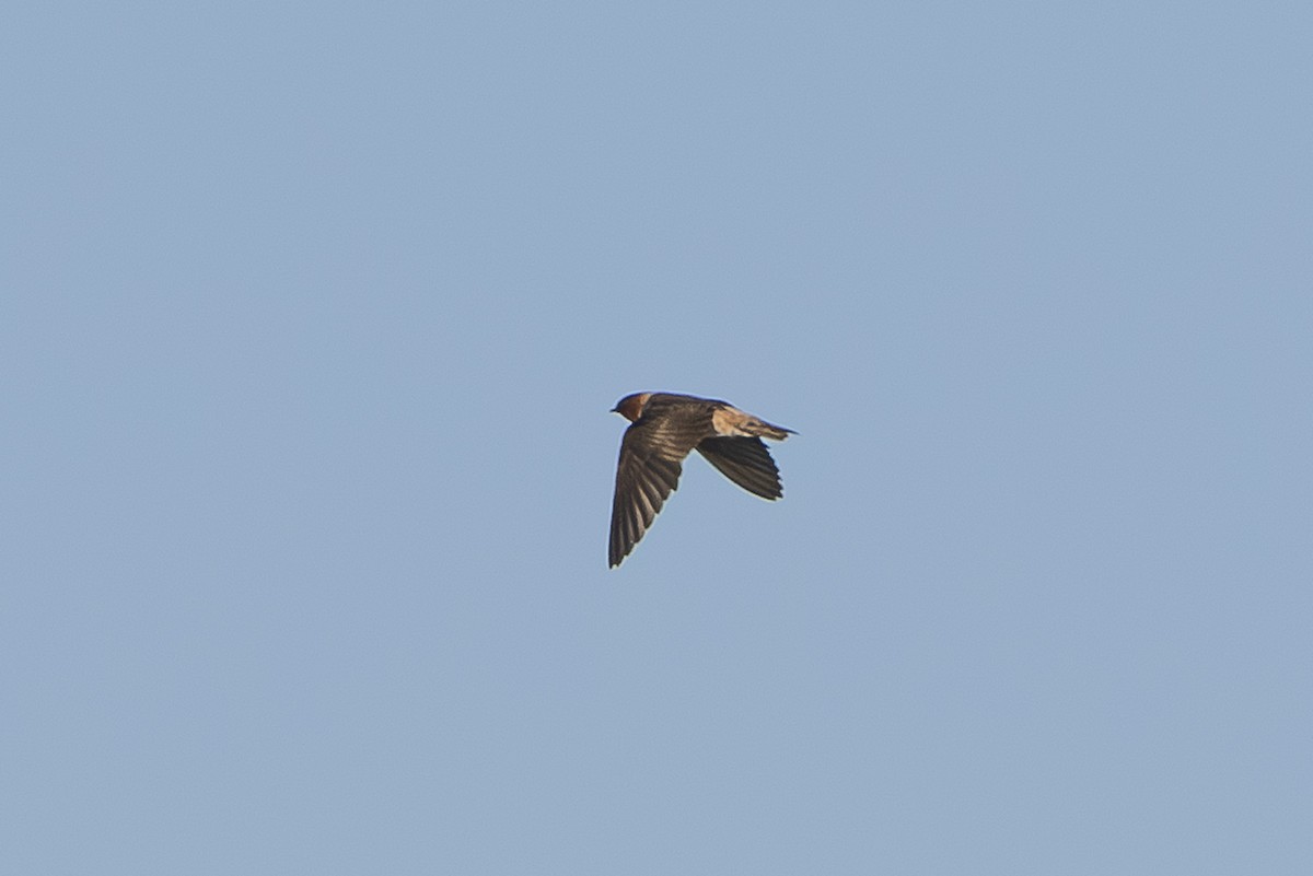 Cliff Swallow - ML622960563