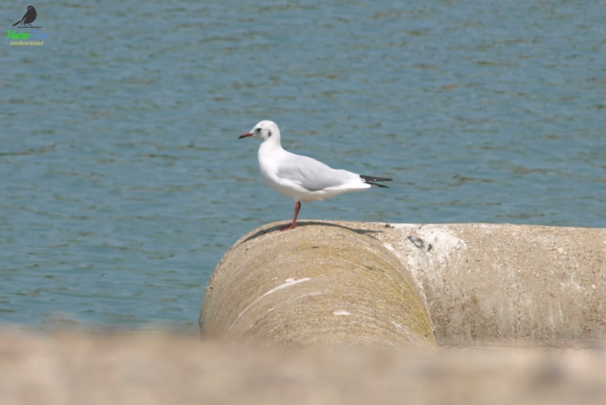 Black-headed Gull - ML622960605