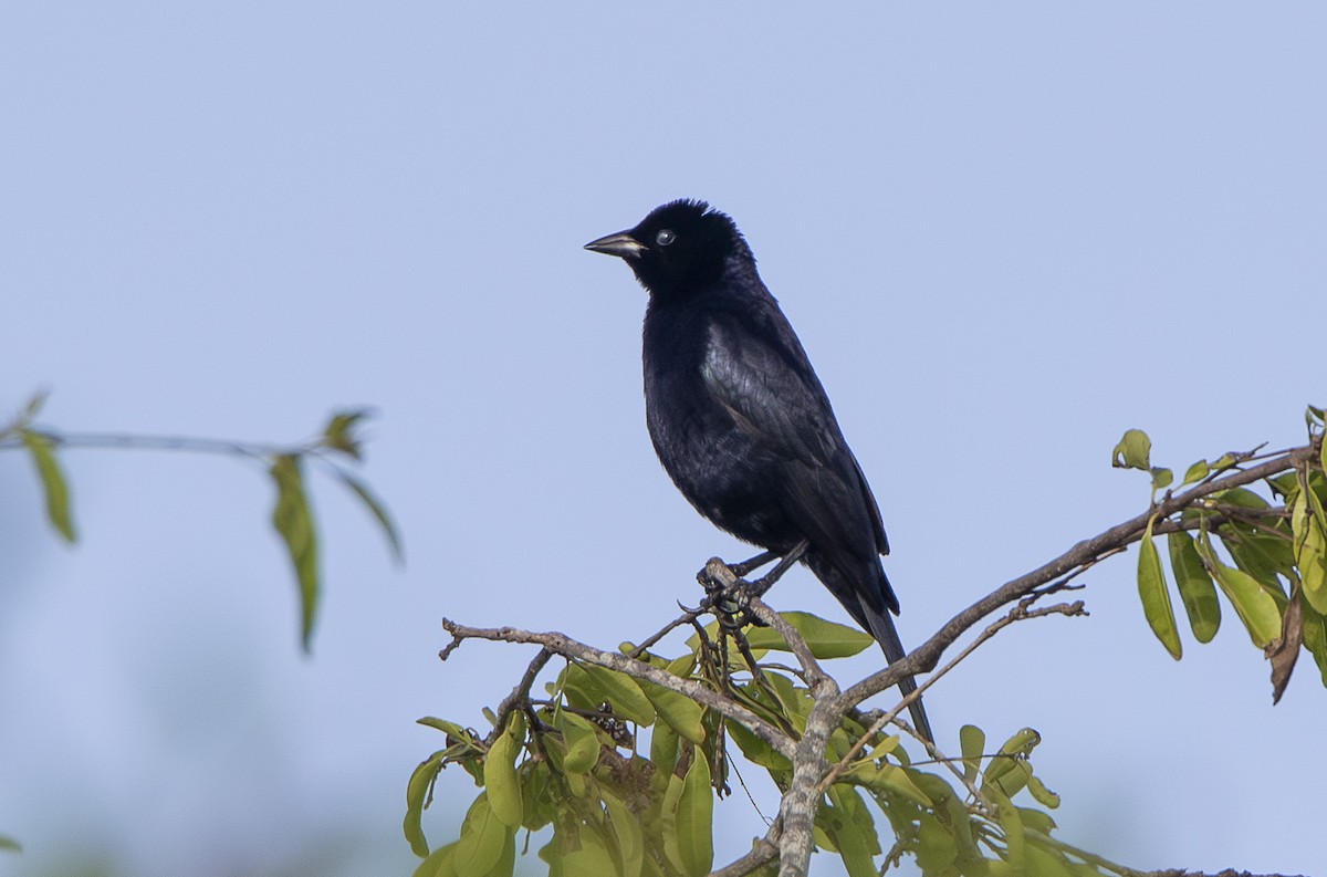 Shiny Cowbird - ML622960627