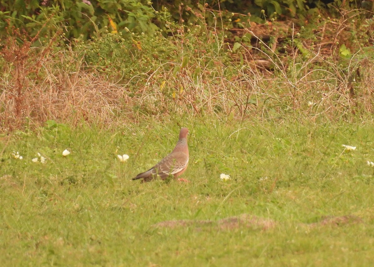 Picazuro Pigeon - ML622960635