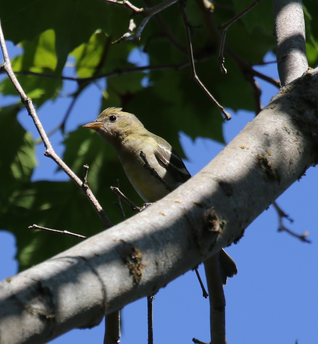 Western Tanager - ML622960666