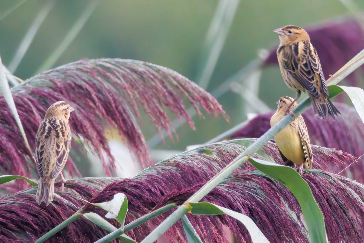 Bobolink - ML622960736
