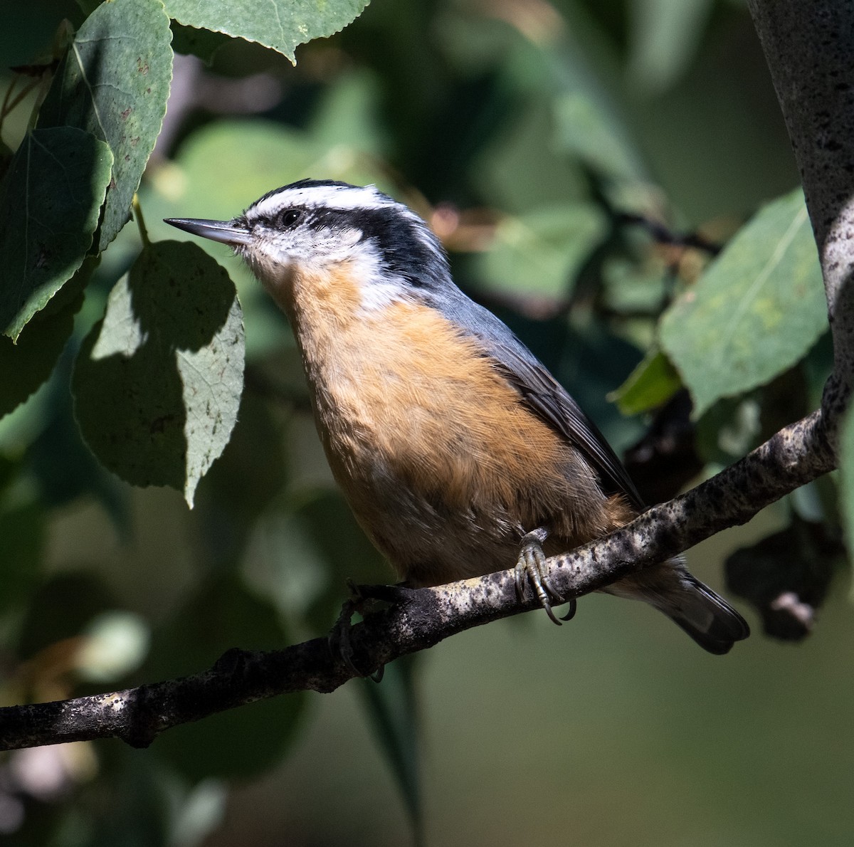Red-breasted Nuthatch - ML622960802