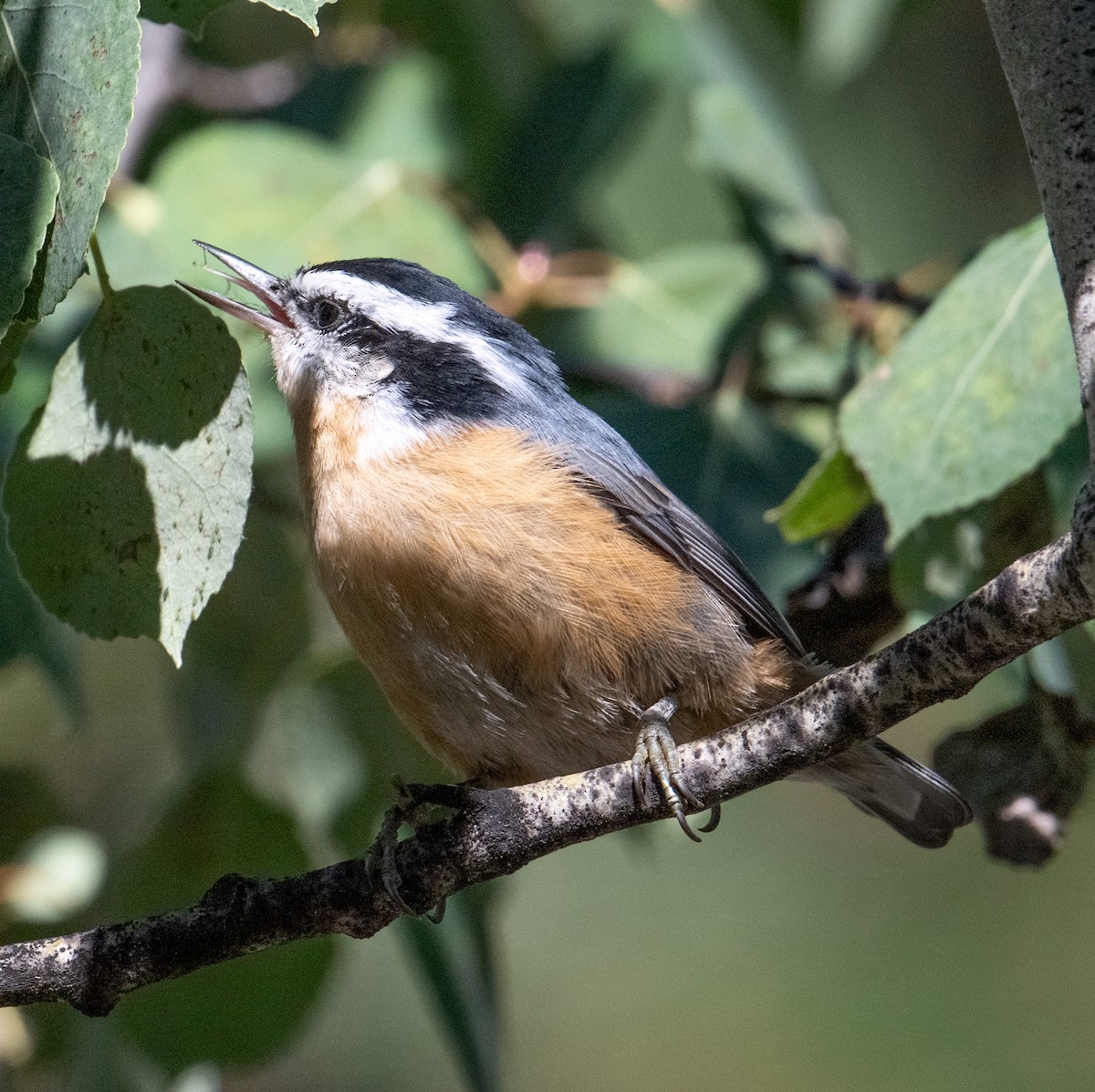 Red-breasted Nuthatch - ML622960803