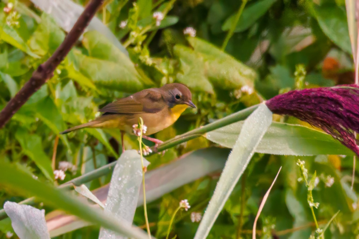 Common Yellowthroat - ML622960878