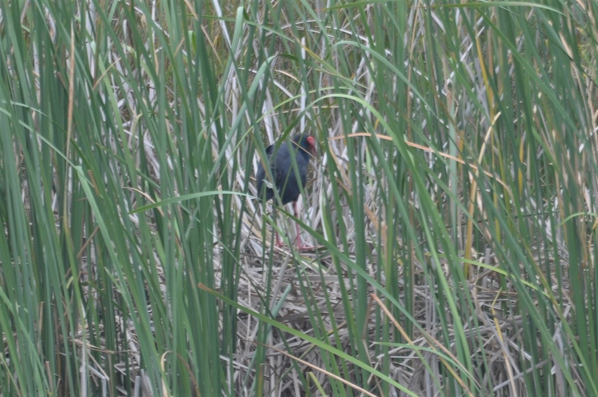 Western Swamphen - Jorge  Safara