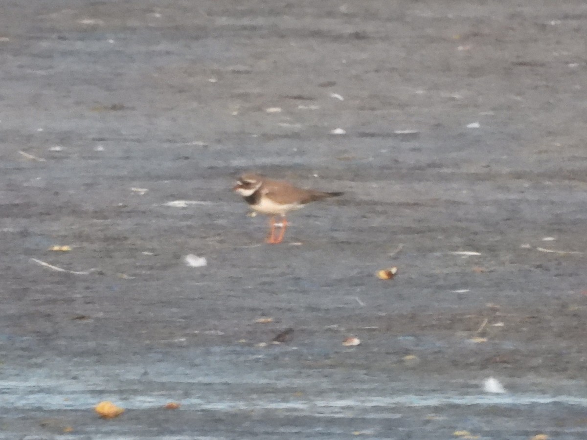 Common Ringed Plover - ML622960953