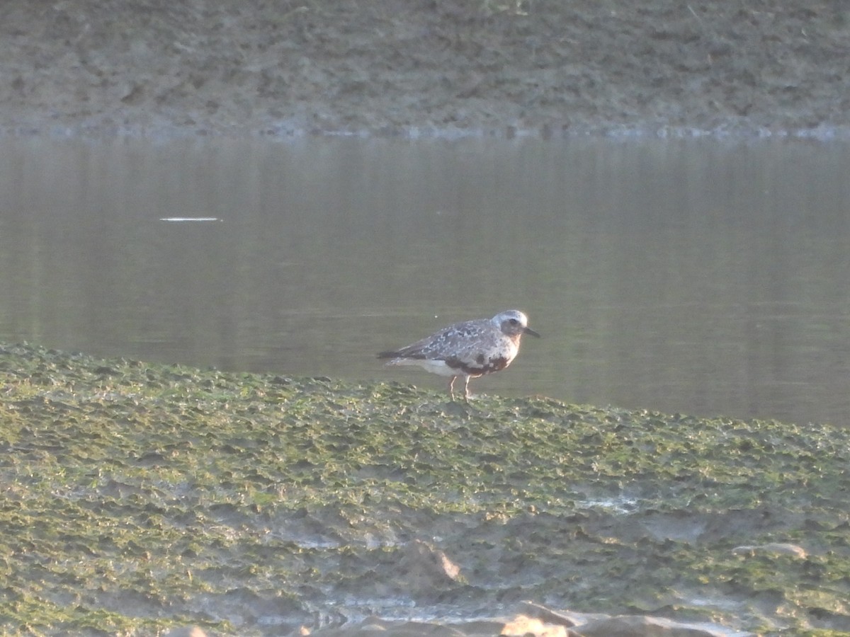 Black-bellied Plover - ML622960992