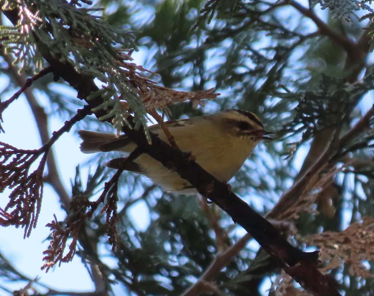 Roitelet à couronne dorée - ML622961012