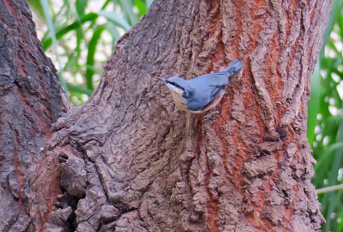 Eurasian Nuthatch - Juan Pérez