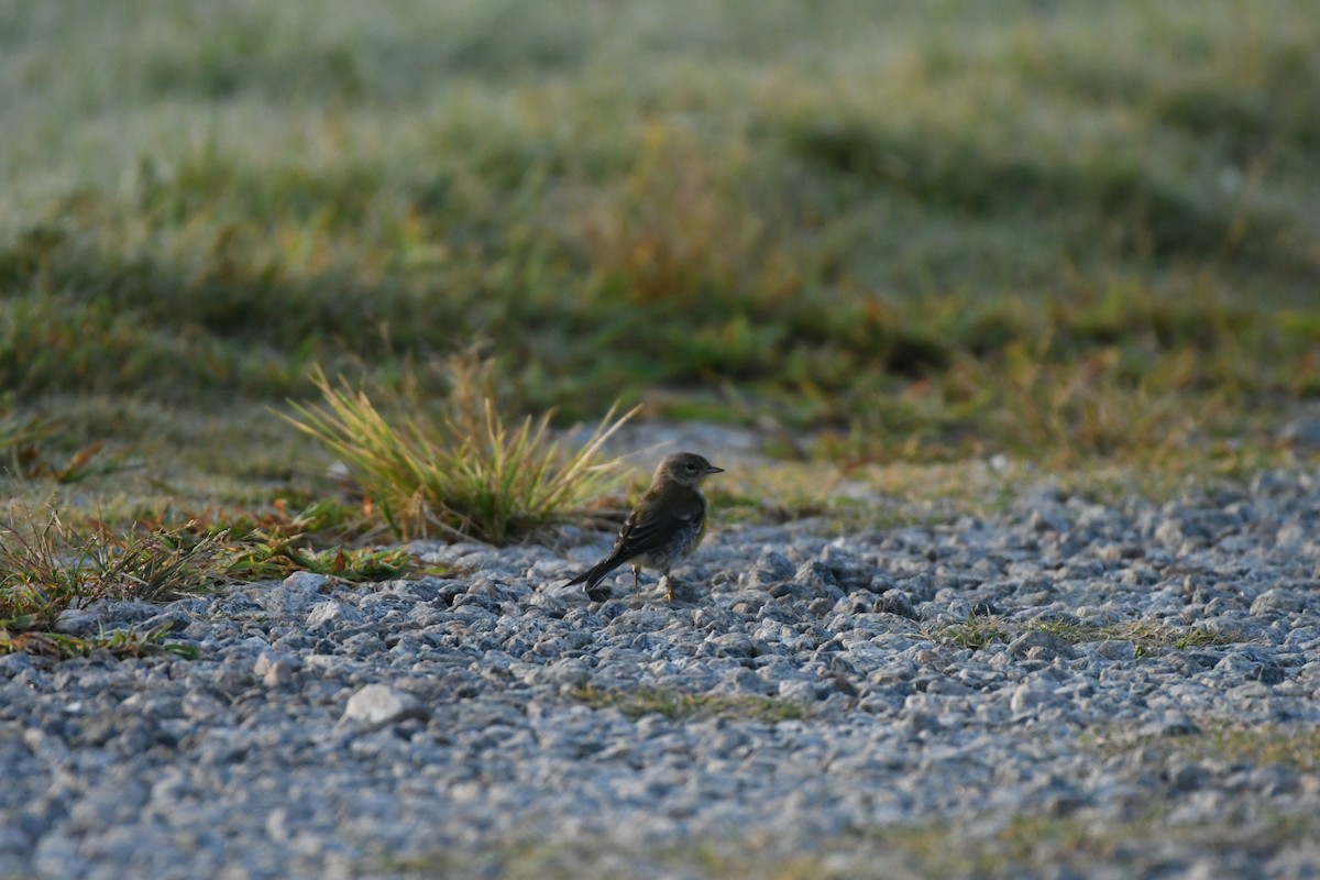 Pine Warbler - ML622961092