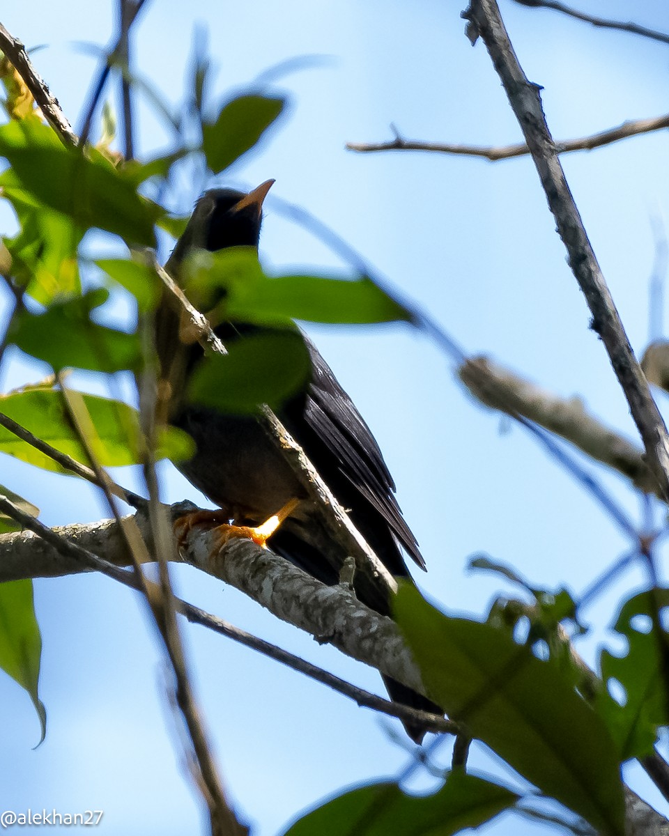 Yellow-legged Thrush - ML622961095