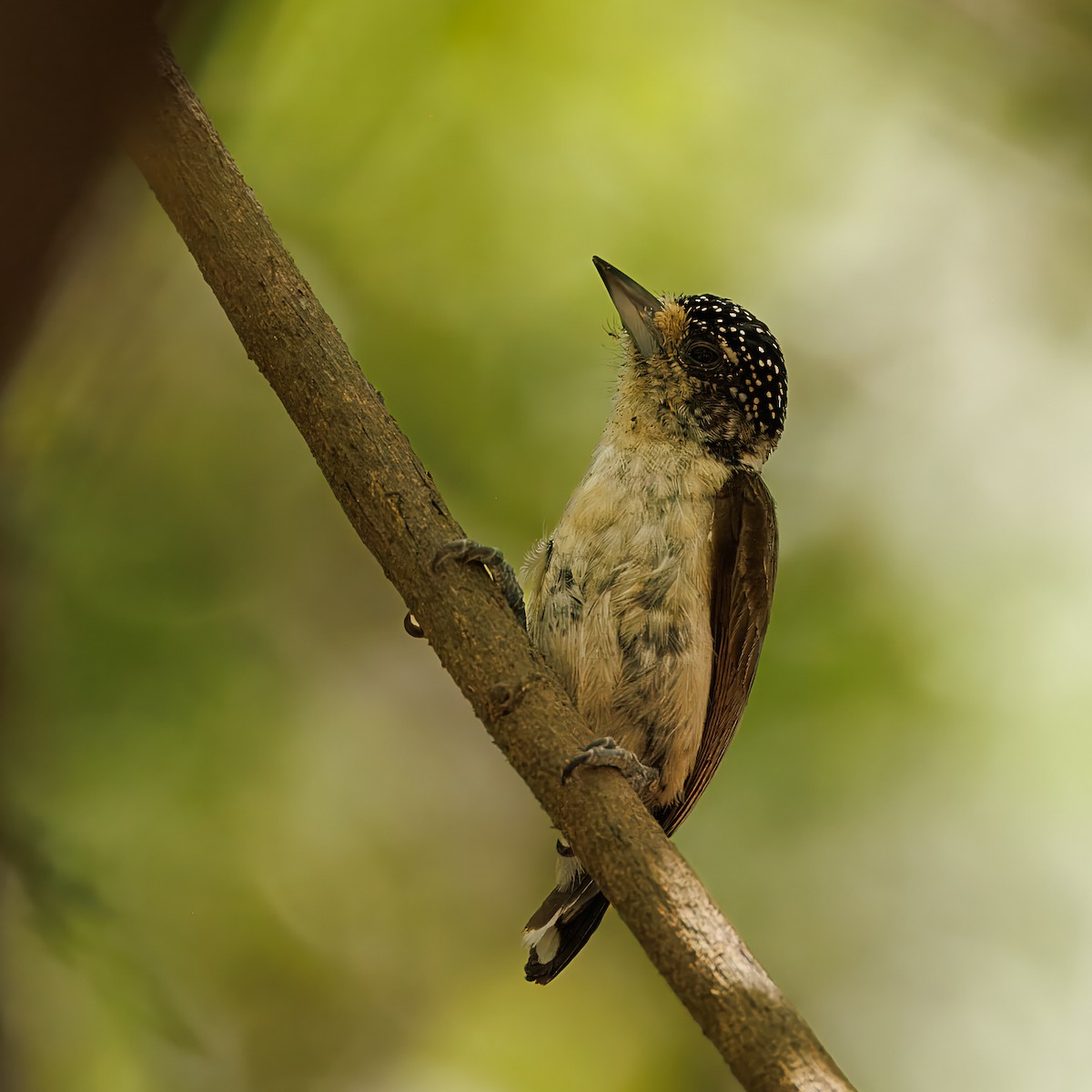 シロハラヒメキツツキ（spilogaster／orinocensis） - ML622961107