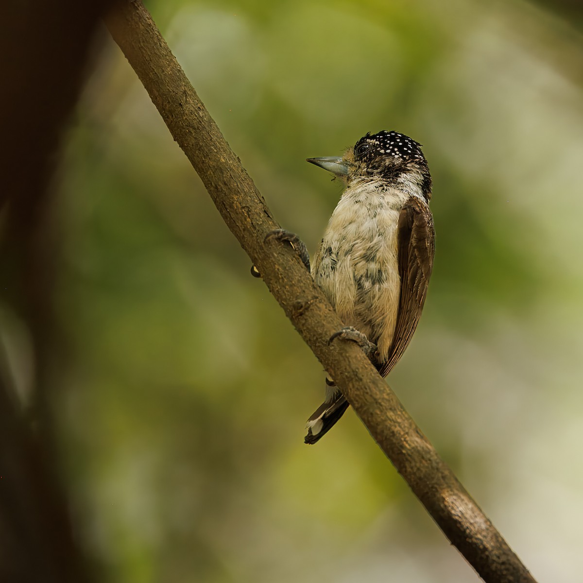 シロハラヒメキツツキ（spilogaster／orinocensis） - ML622961108