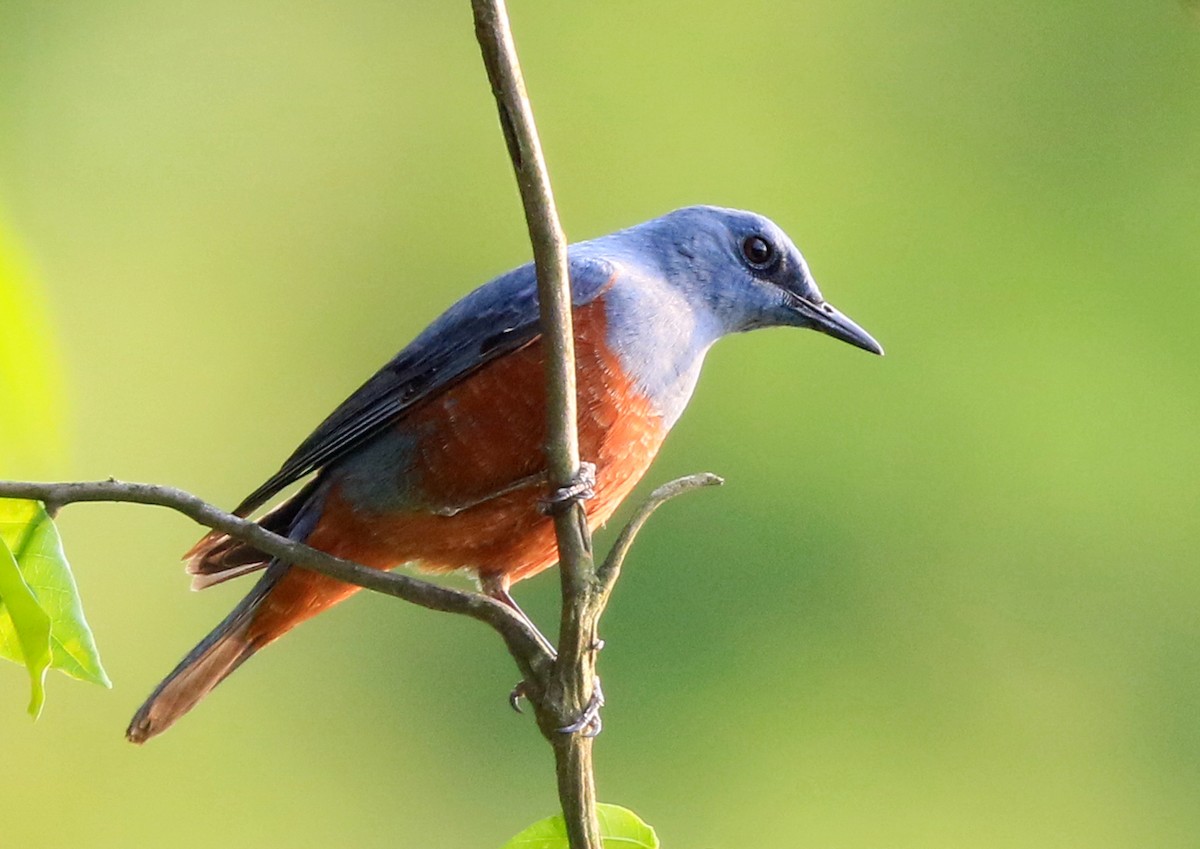 Blaumerle (philippensis) - ML622961130