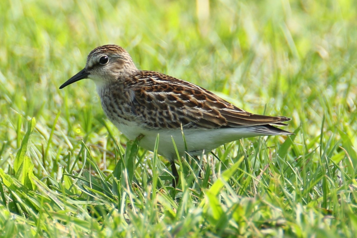 Least Sandpiper - ML622961149