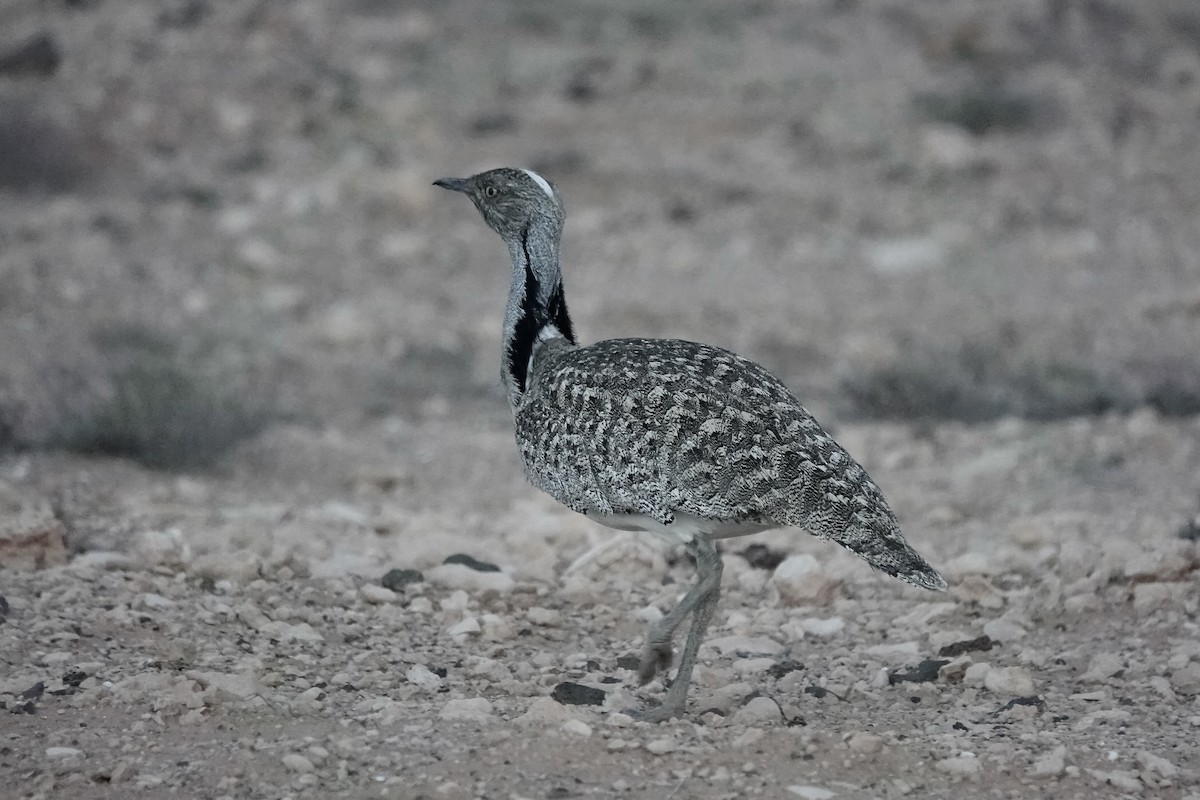 フサエリショウノガン（fuertaventurae） - ML622961358