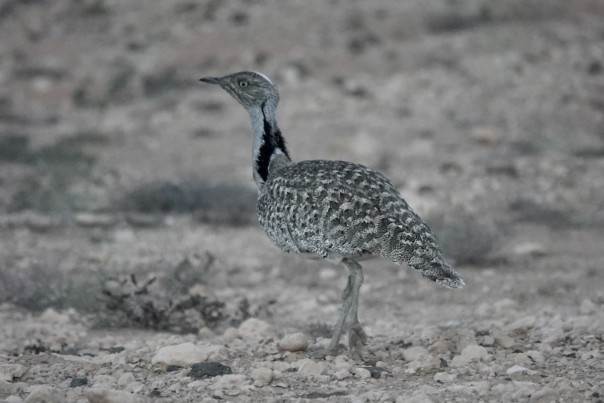 フサエリショウノガン（fuertaventurae） - ML622961359