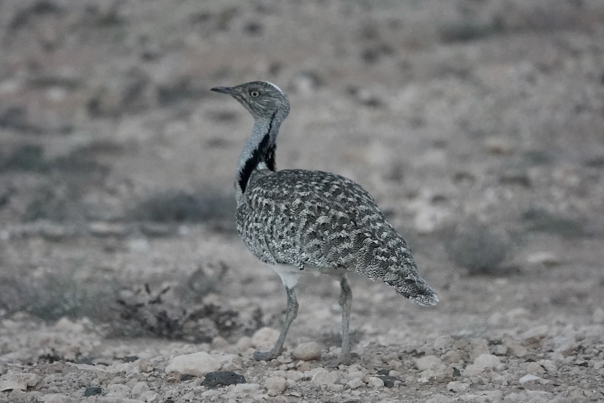 フサエリショウノガン（fuertaventurae） - ML622961361