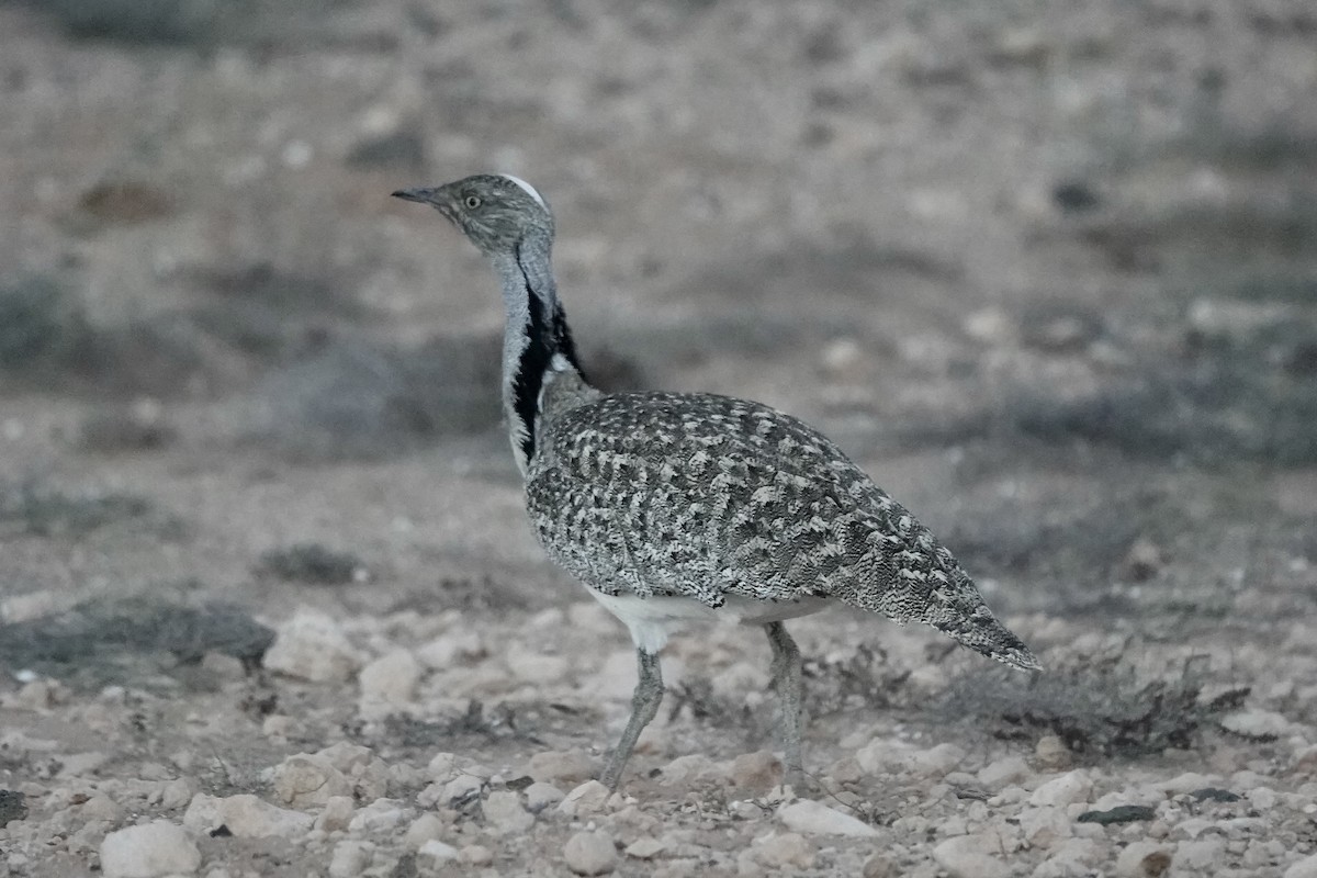 フサエリショウノガン（fuertaventurae） - ML622961369