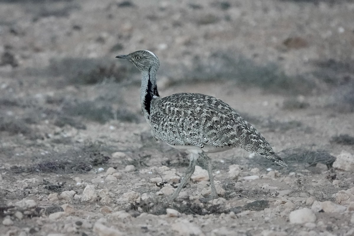 フサエリショウノガン（fuertaventurae） - ML622961375