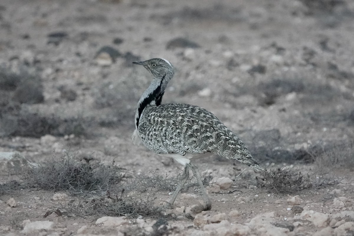 Houbara Bustard (Canary Is.) - ML622961377