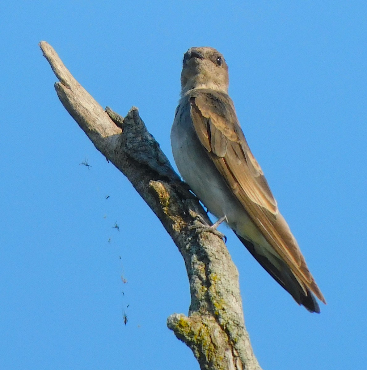 Northern Rough-winged Swallow - ML622961419