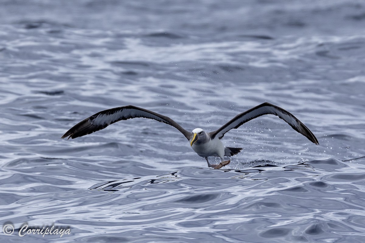 Albatros de Buller - ML622961497