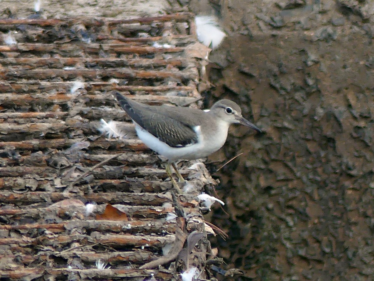 Spotted Sandpiper - James Wittke