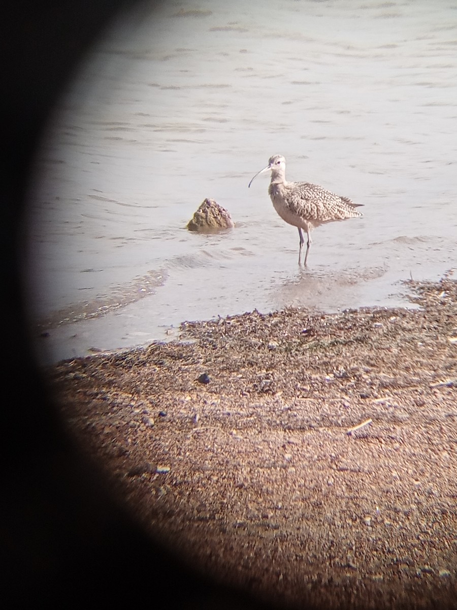 Long-billed Curlew - ML622961638