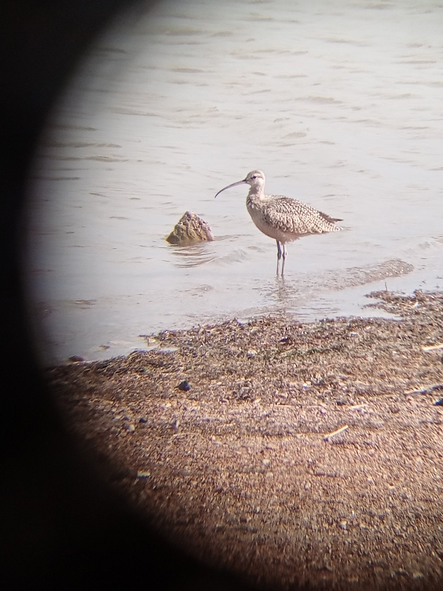 Long-billed Curlew - ML622961651