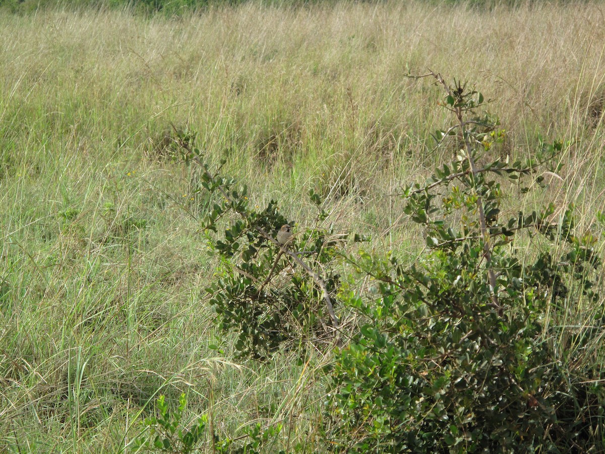 Kenya Rufous Sparrow - ML622961736