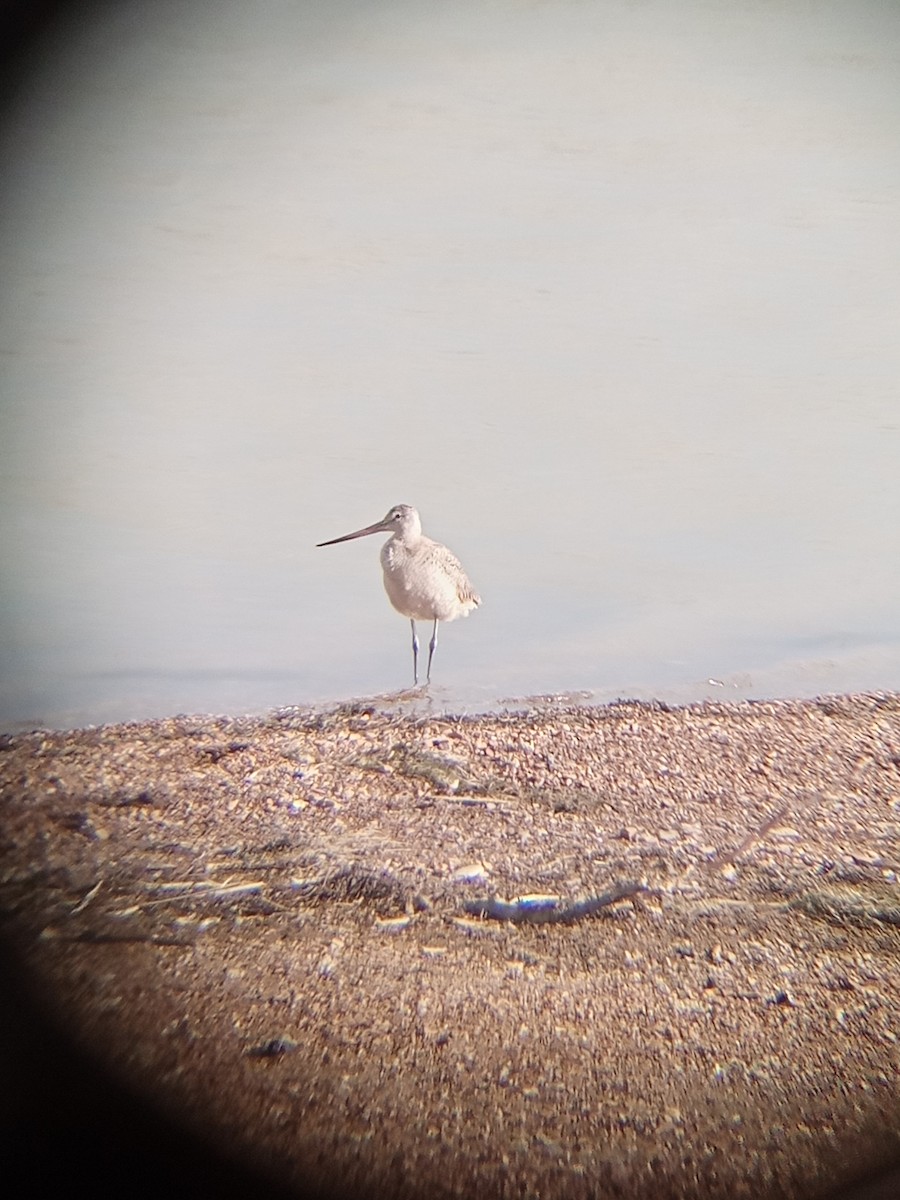 Marbled Godwit - ML622961752