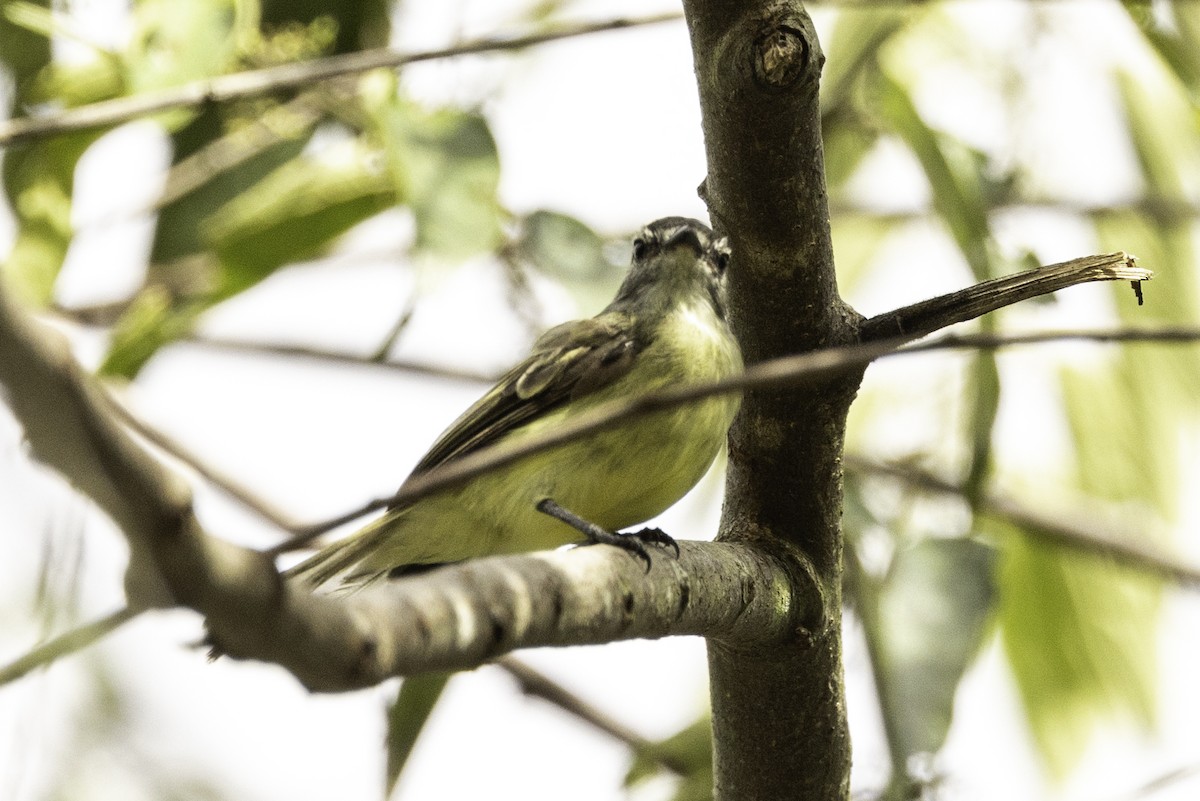 Sooty-headed Tyrannulet - ML622961761