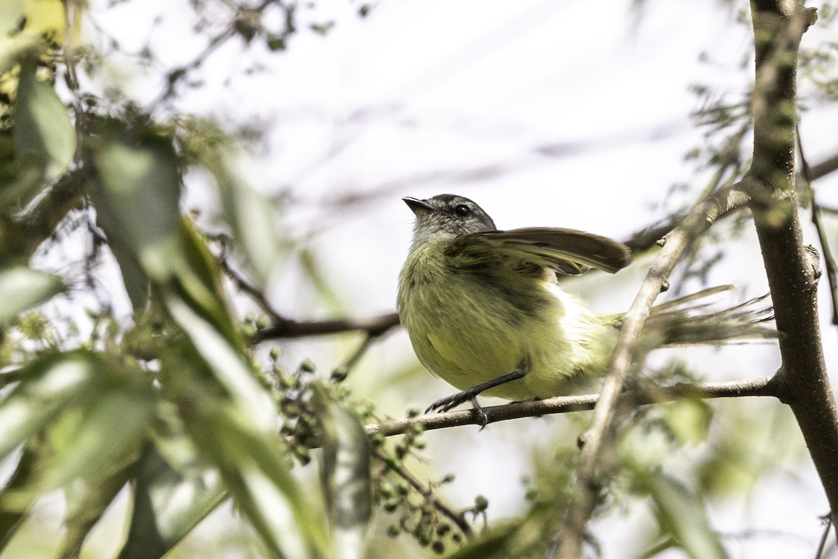 Sooty-headed Tyrannulet - ML622961772