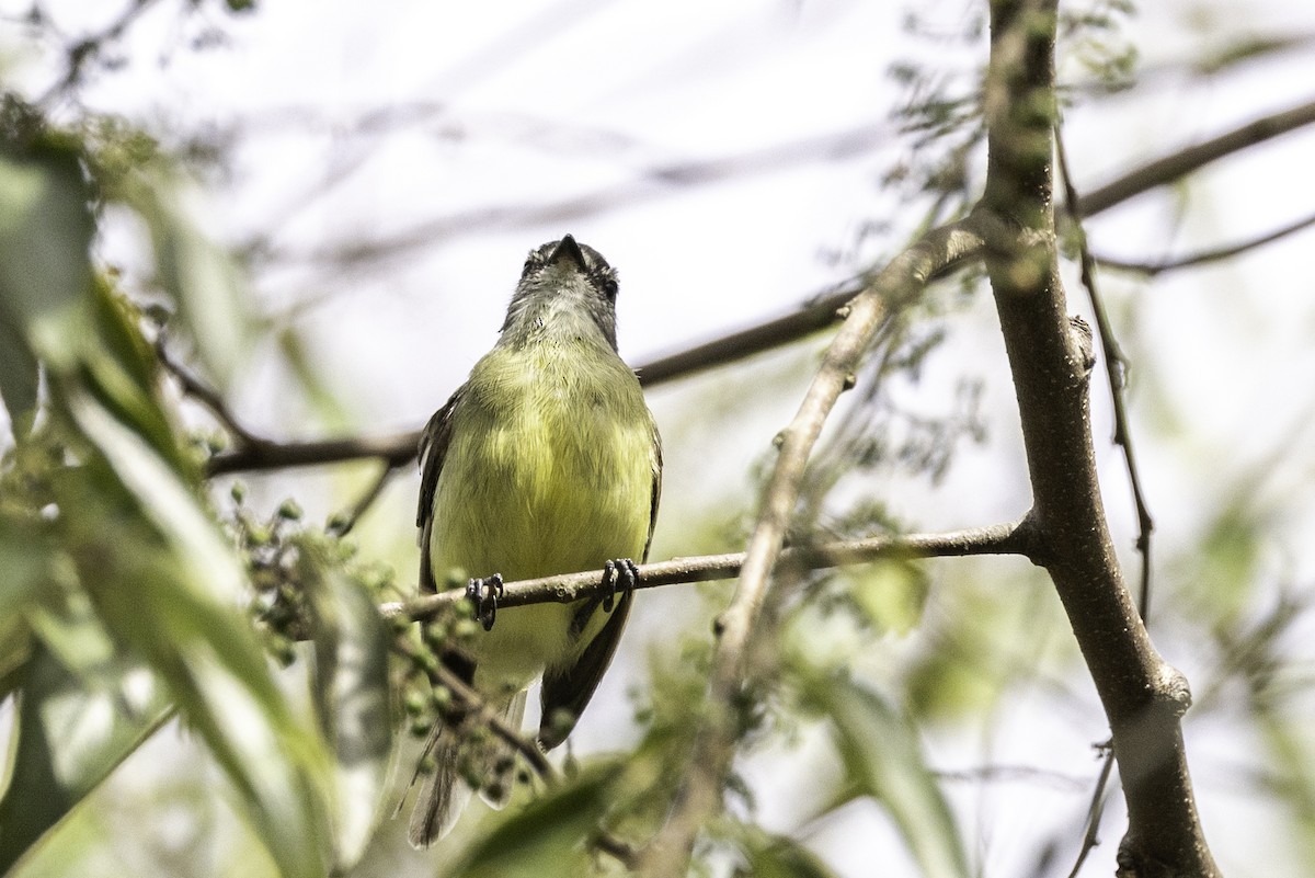 Sooty-headed Tyrannulet - ML622961778