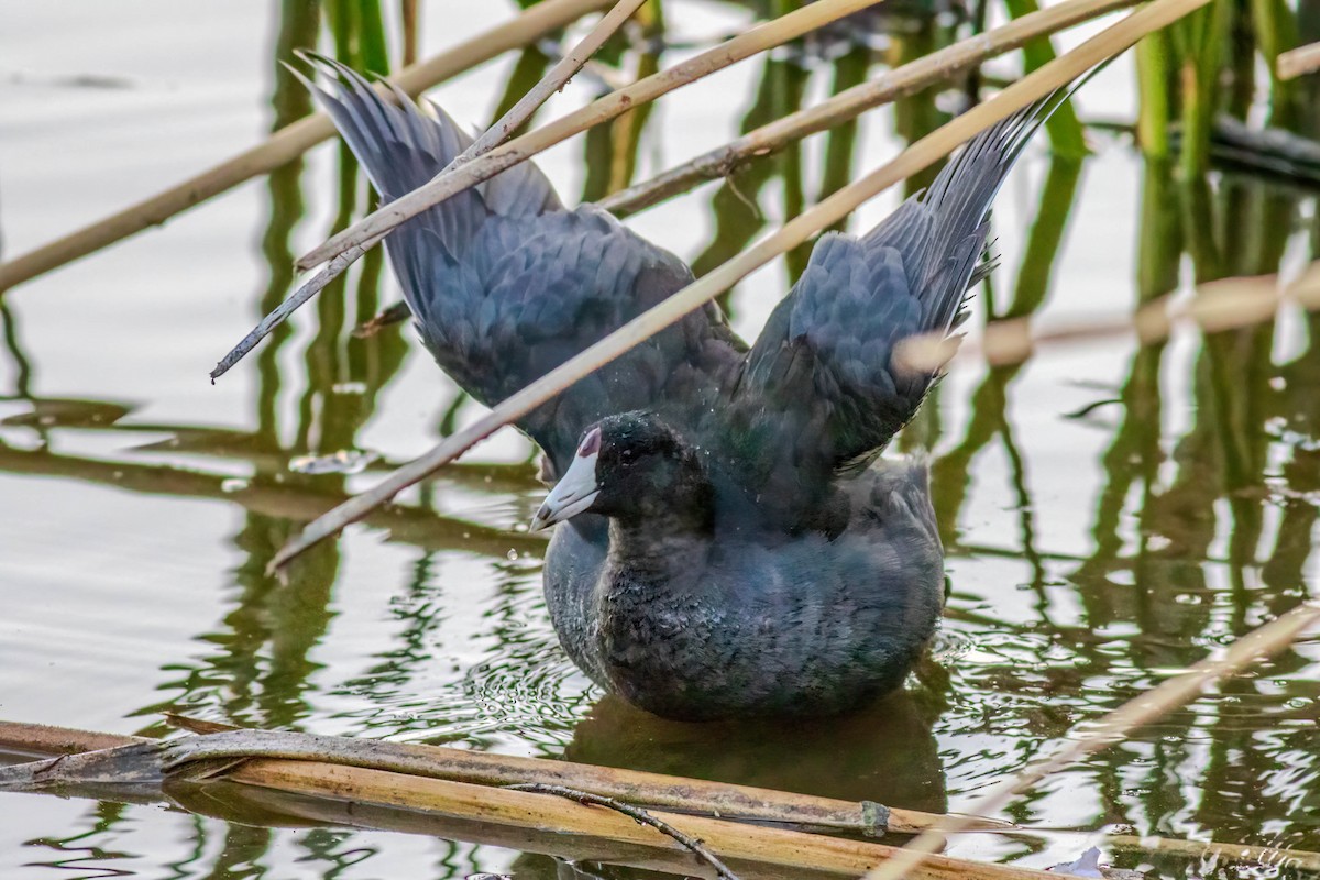 American Coot - ML622962015